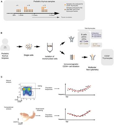 Conventional and Computational Flow Cytometry Analyses Reveal Sustained Human Intrathymic T Cell Development From Birth Until Puberty